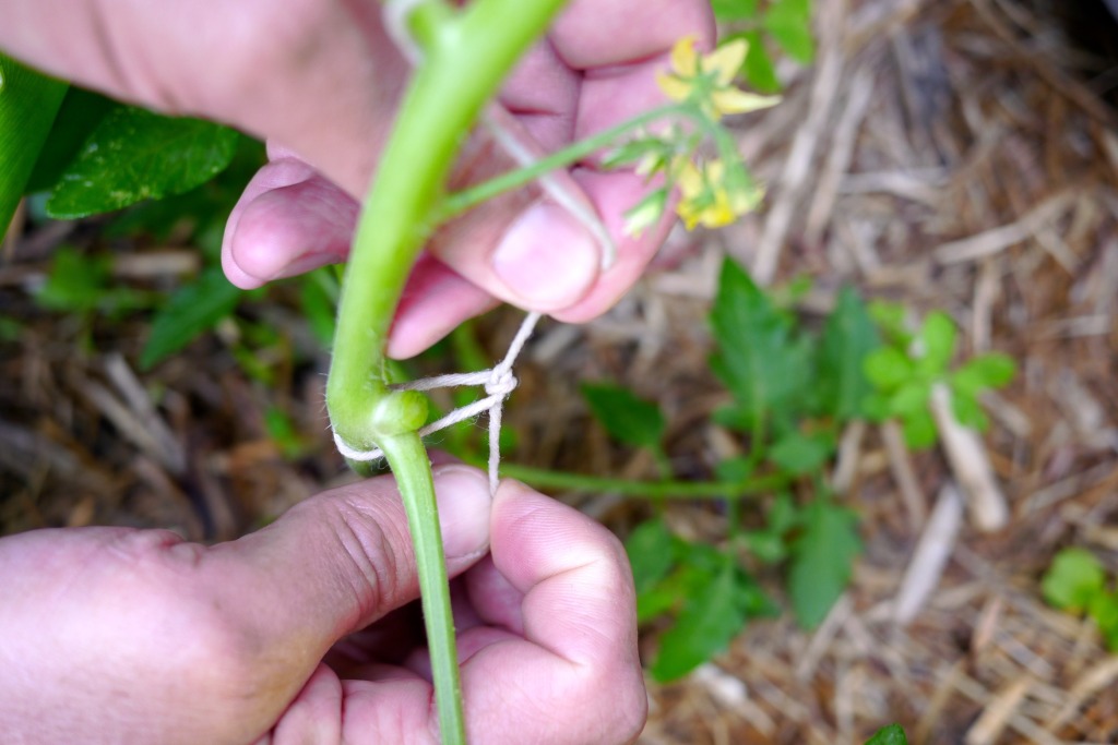 how to string climbing tomatoes03