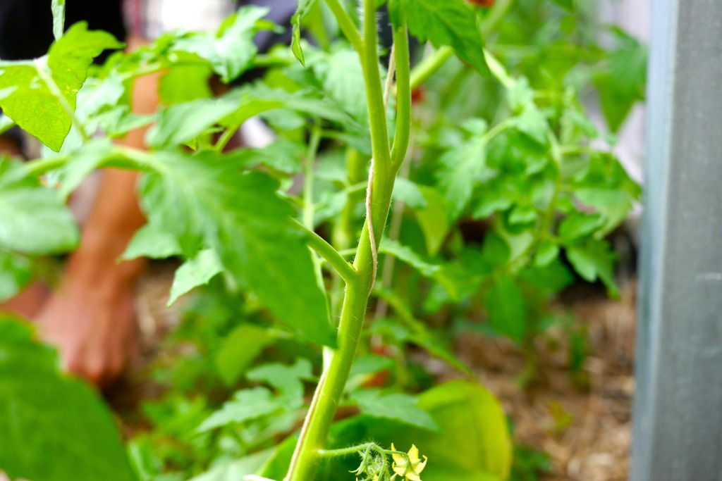 how to string climbing tomatoes08