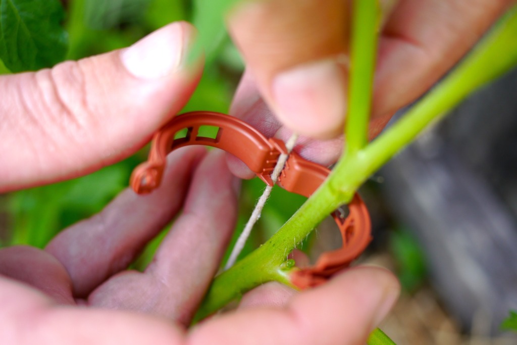 how to string climbing tomatoes11