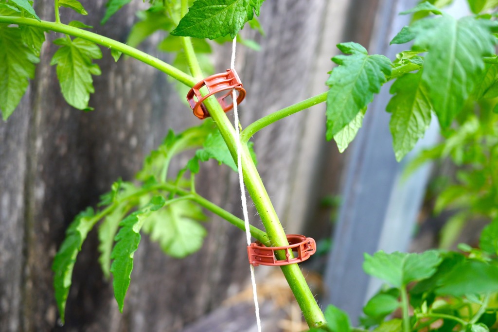 how to string climbing tomatoes13