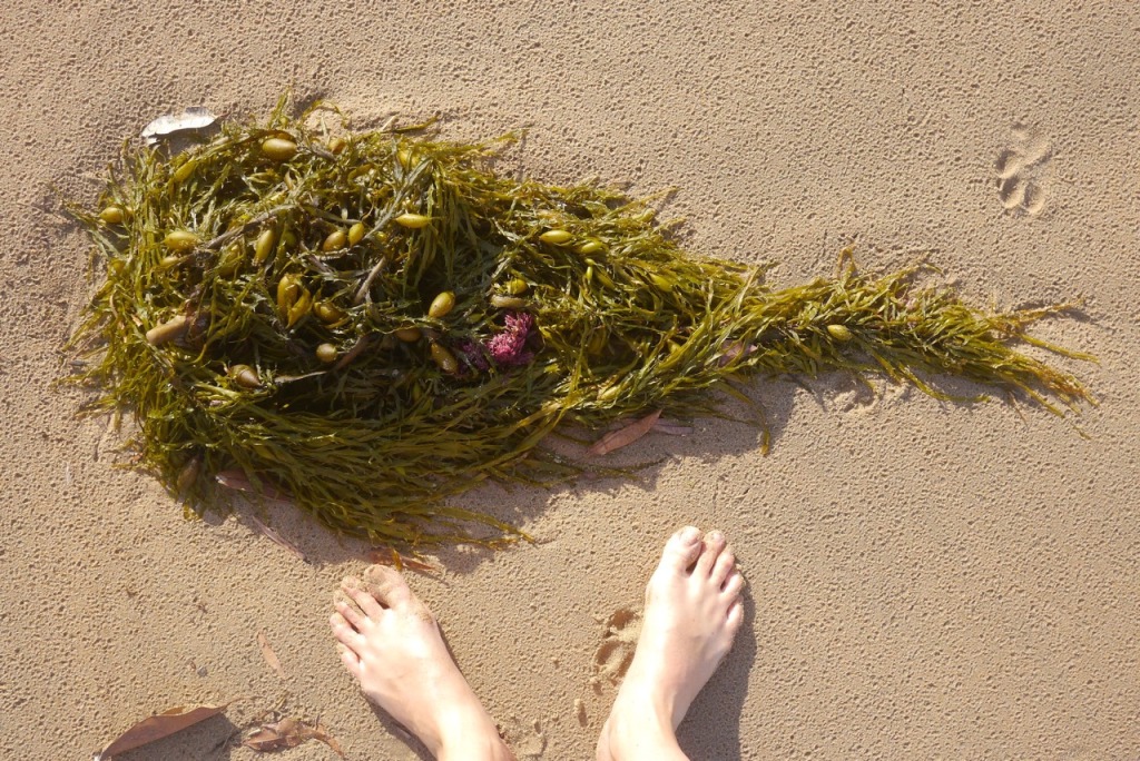 1501 seaweed foraging - 02