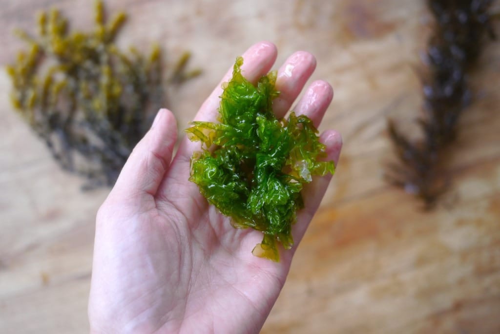 1501 seaweed foraging - 11