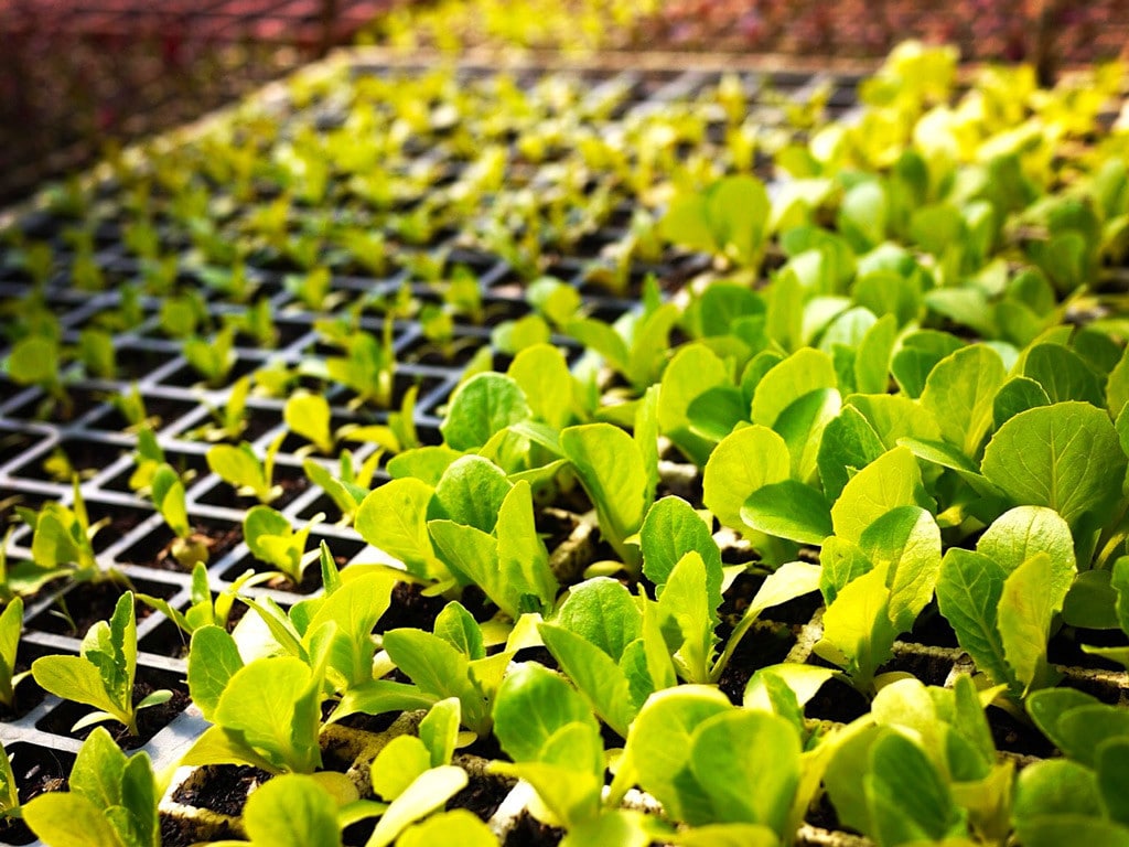 Happy seedlings, growing in trays.