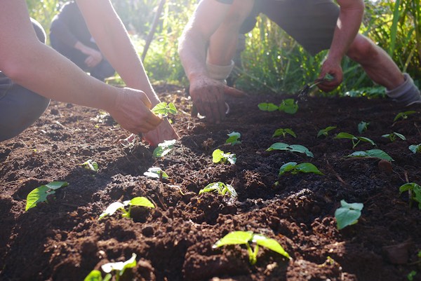 biointensive growing course 357