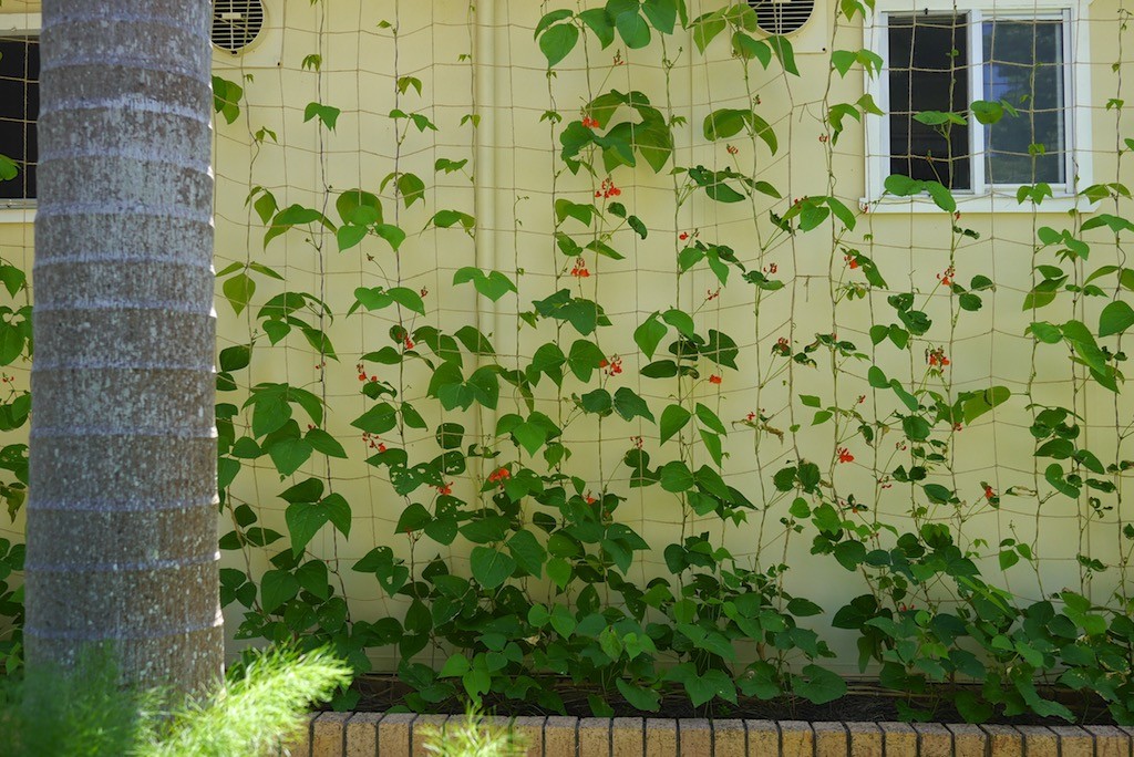 Growing vertically can help when renting or living in small spaces