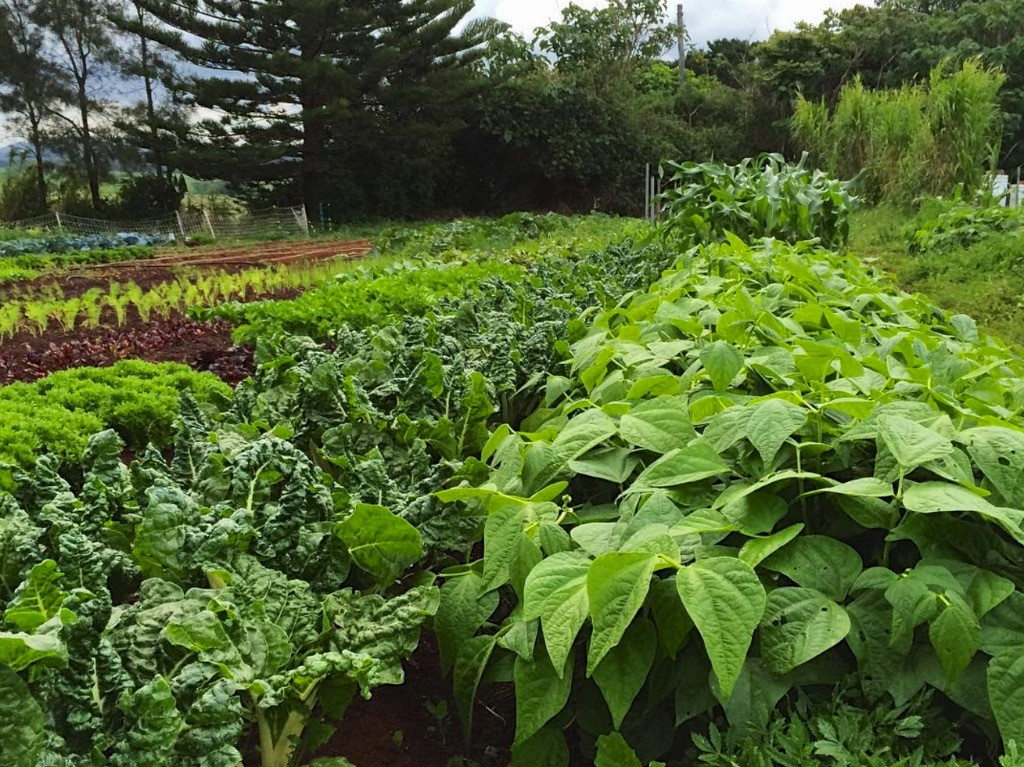 biointensive seedlings 665 (1)