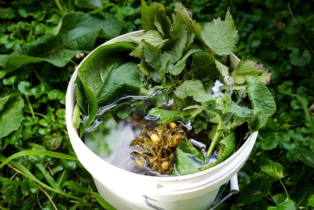 Making Seaweed Fertilizer: with added Nettles, Comfrey and Borage