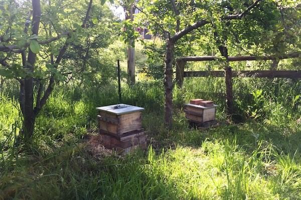 Natural Beekeeping