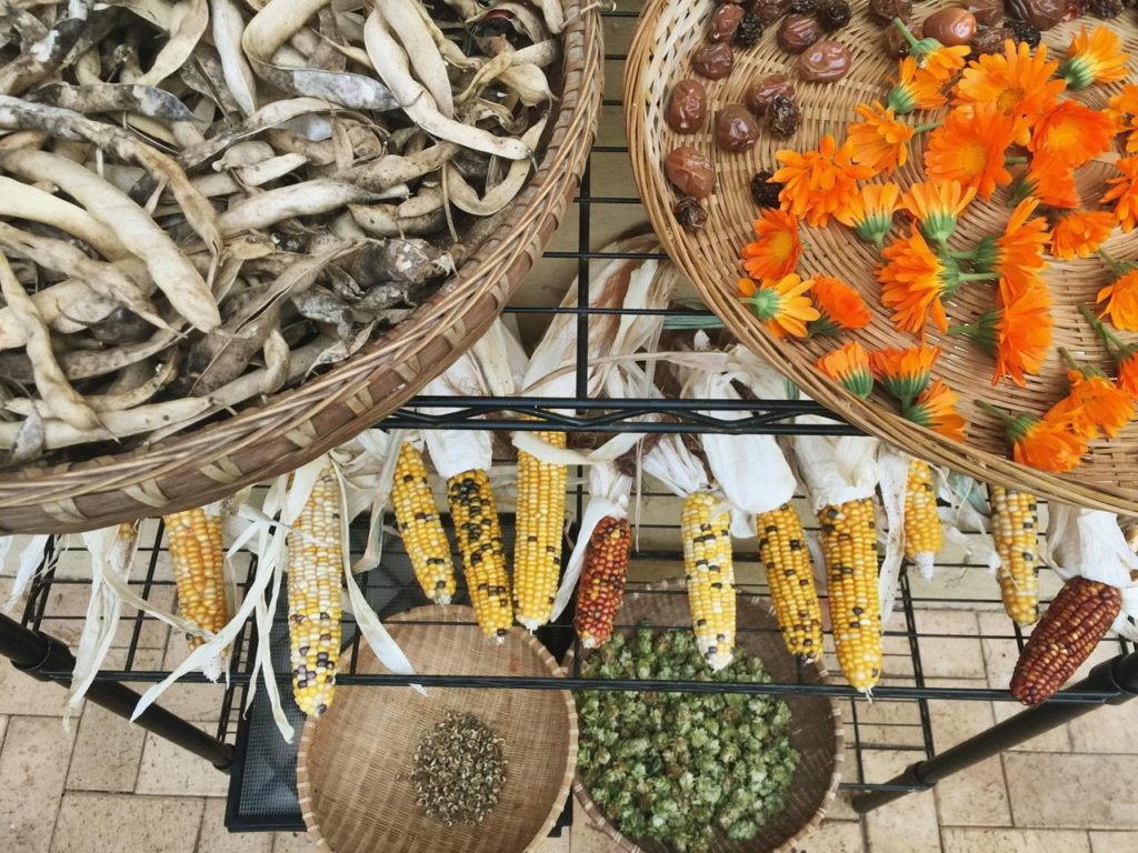 Seed saving basics