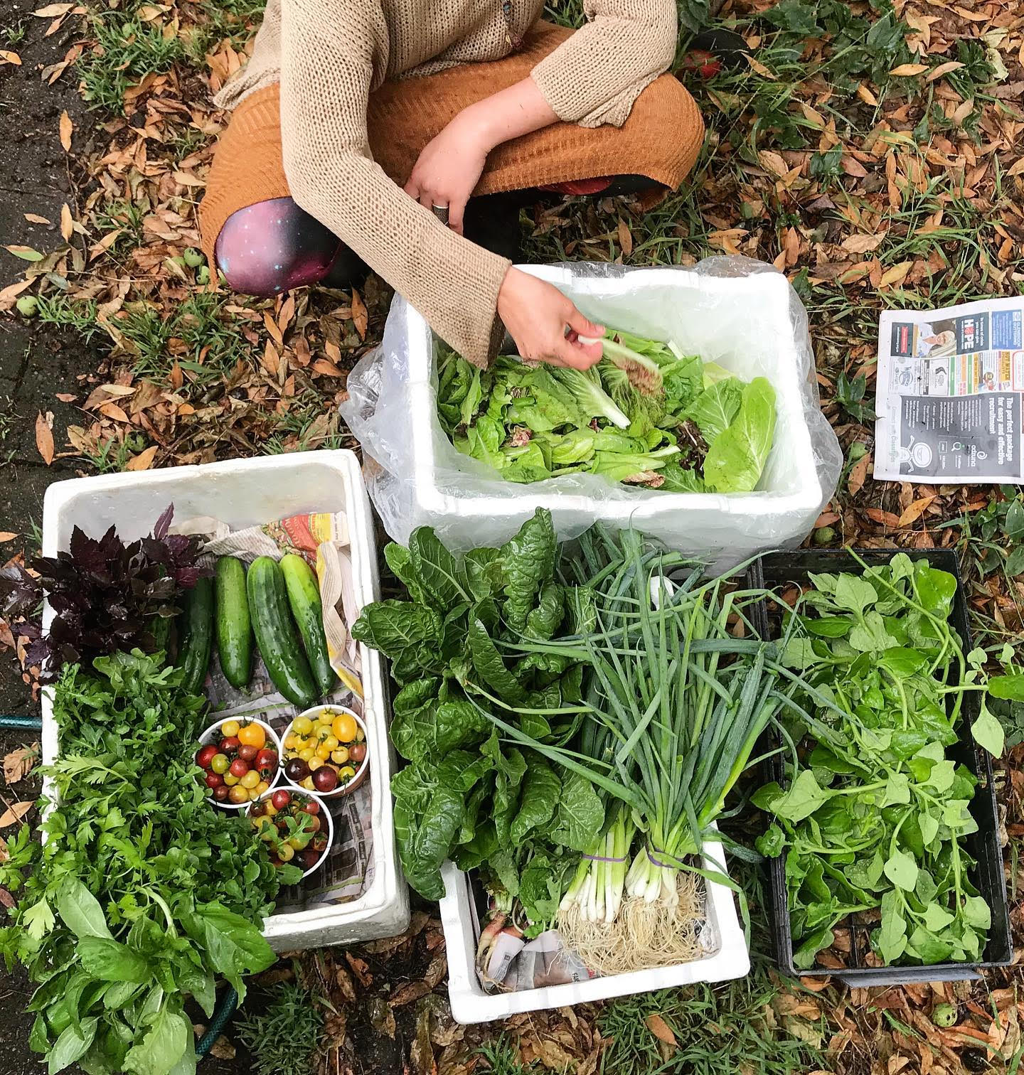 Boxes of freshly harvested produce