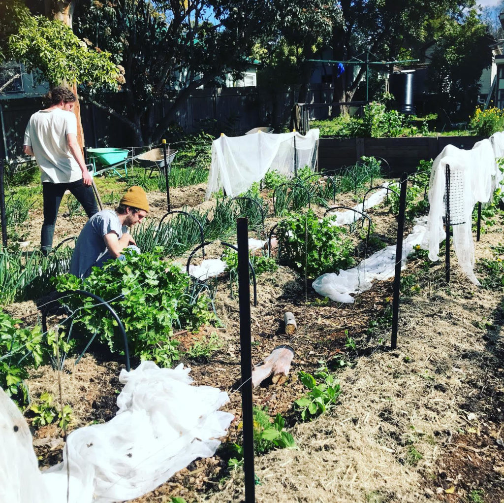 Farmers working on one of the backyard gardens for the Farm-it-Forward program