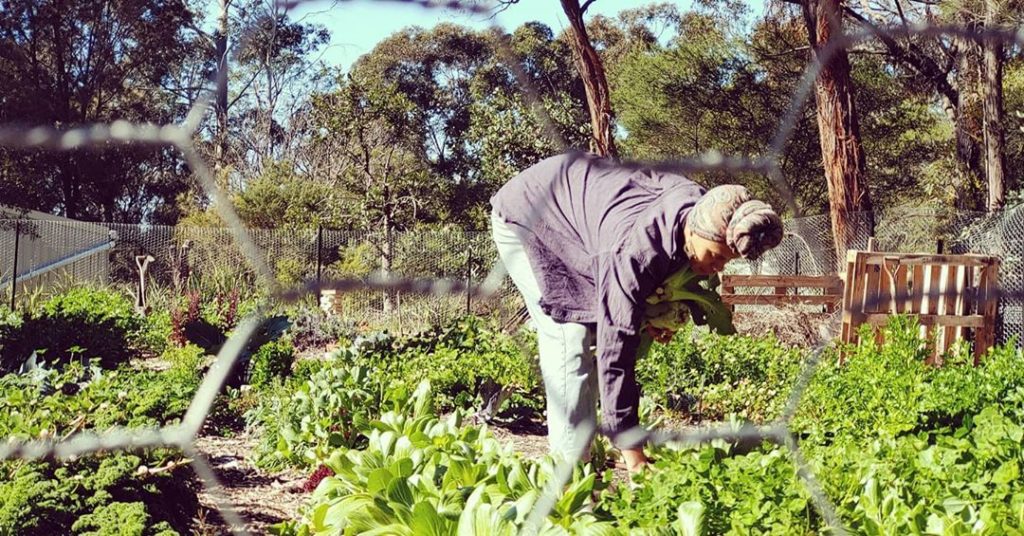 Harvesting in one of the Farm-it-Forward backyard gardens