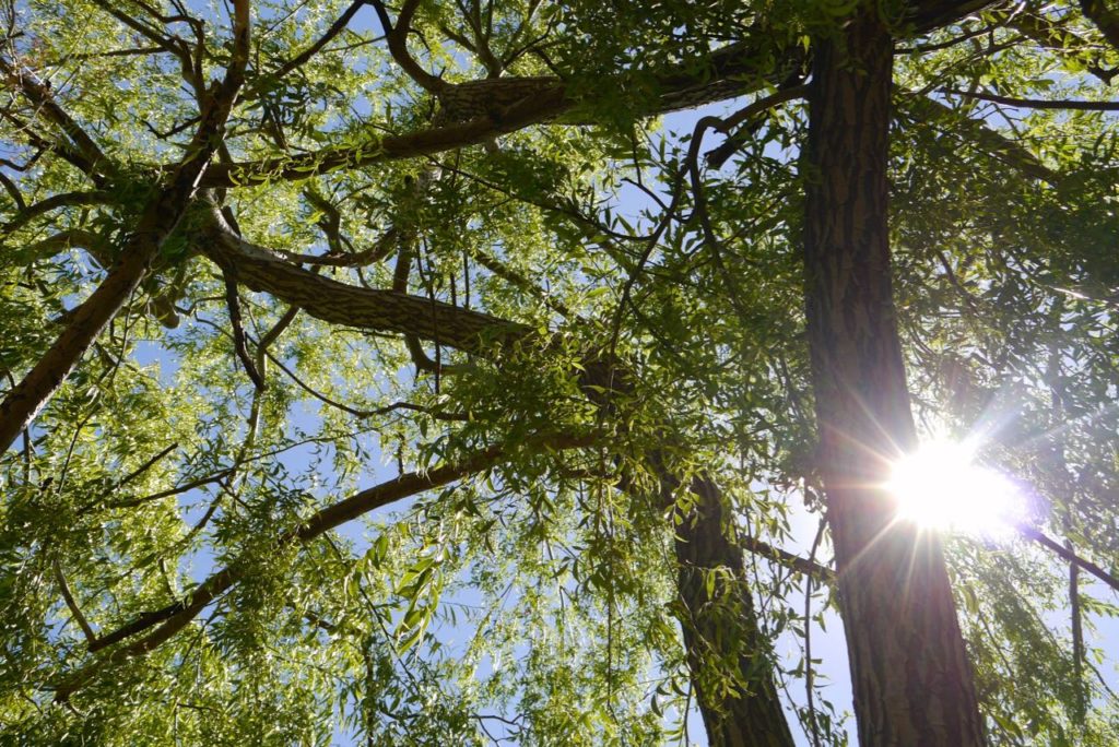 Willow trees