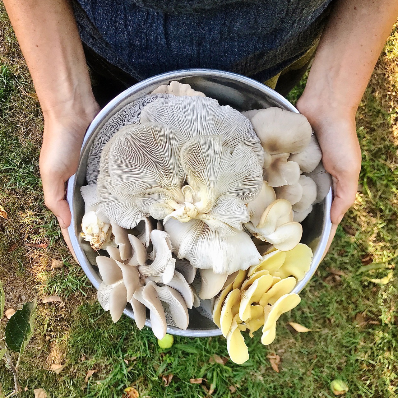 White hands holding a grey metal bowl, inside which are a large array of home-grown mushrooms.