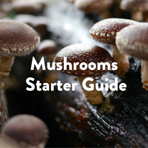 Mushrooms starter guide